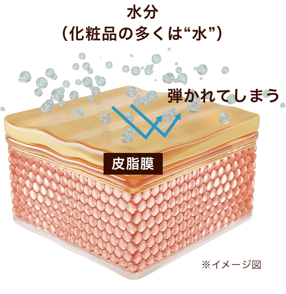 肌の構造図（イメージ図）